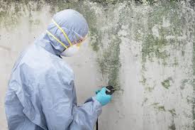 Best Basement Mold Removal  in Lower Grand Lagoon, FL